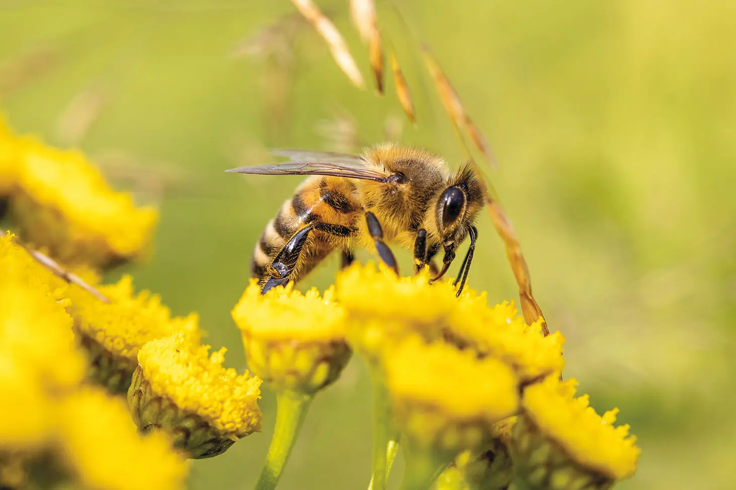 Biene beim Nektarsammeln bei einigen Blumen